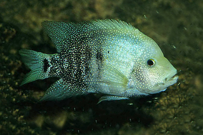 Бриллиантовая цихлазома (Herichthys cyanoguttatus) содержание и размножение в домашнем аквариуме