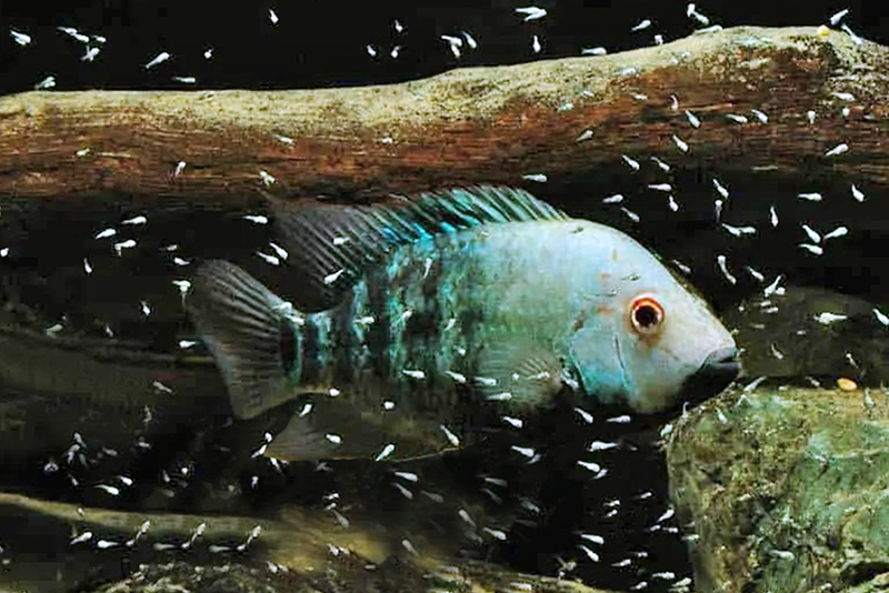 Герихтис деппи (Herichthys deppii) содержание и размножение в домашнем аквариуме