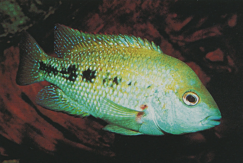Герихтис лабриденс (Herichthys labridens) содержание и размножение в домашнем аквариуме