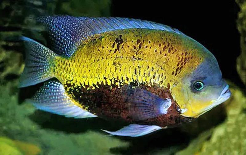 Герихтис пирса (Herichthys pearsei) содержание и размножение в домашнем аквариуме