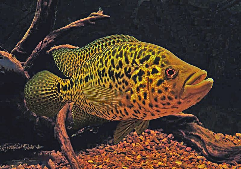 Манагуанская цихлазома (Parachromis managuensis) содержание и размножение в условиях домашнего аквариума