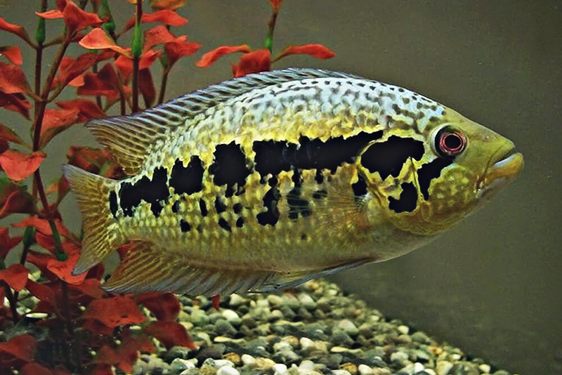 Парахромис луазеля (Parachromis loisellei) содержание и размножение в домашних аквариумах