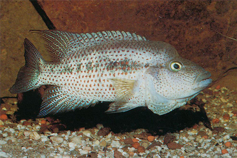 Цихлазома гватемальская (Cichlasoma grammodes) содержание и размножение в условиях домашнего аквариума