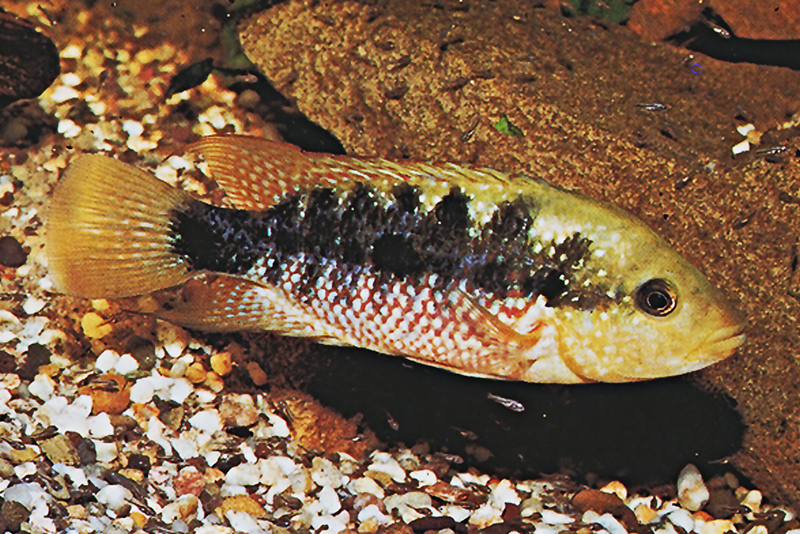 Цихлазома истланум (Cichlasoma istlanum) содержание и размножение в условиях домашнего аквариума