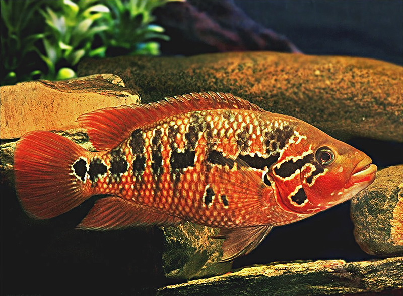 Цихлазома мотагуанская (Parachromis motaguensis) содержание и размножение в домашних аквариумах