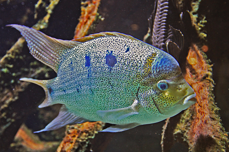 Цихлазома серебряная (Paraneetroplus argentea) содержание и размножение в условиях домашнего аквариума