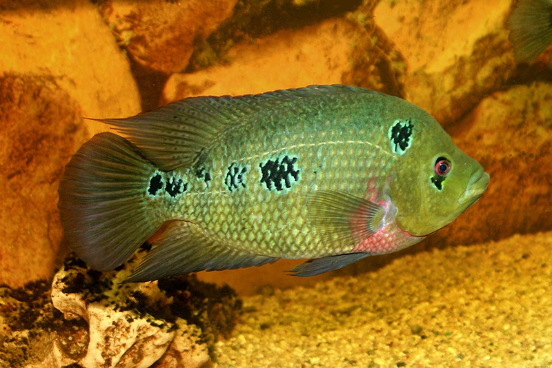 Цихлазома трехпятнистая (Cichlasoma trimaculatum) содержание и размножение в домашнем аквариуме