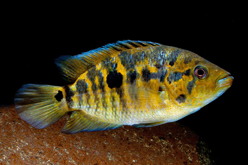 Цихлазома фридрихшталя желтая (Parachromis friedrichsthalii) содержание и размножение в домашних аквариумах