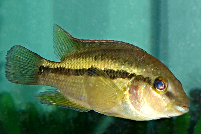 Терапс весселя (Theraps wesseli) содержание и размножение в домашнем аквариуме