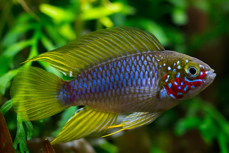 Апистограмма борелла (Apistogramma borellii) содержание и размножение в домашнем аквариуме