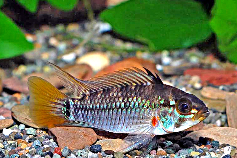 Апистограмма высокоплавничная (Apistogramma eunotus) содержание и размножение в условиях домашнегоо аквариума