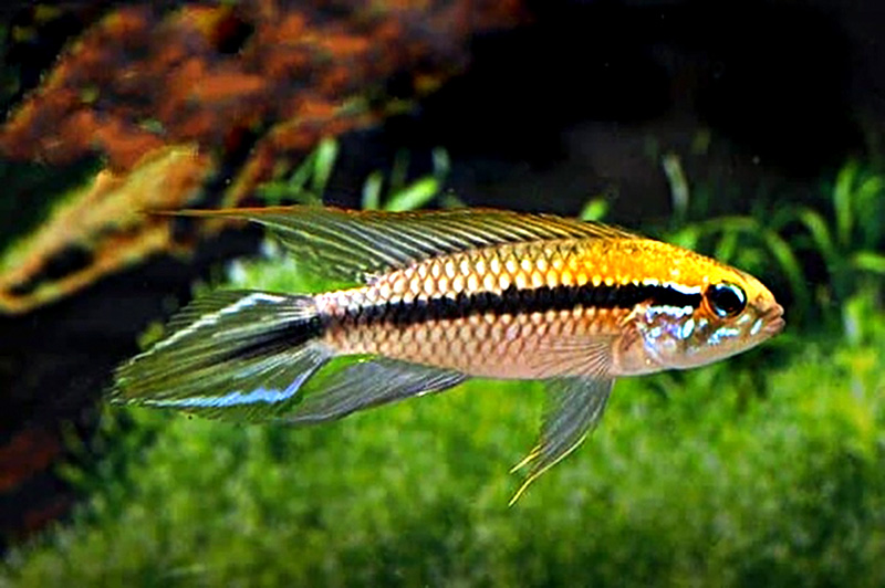 Апистограмма гефира (Apistogramma gephyra) содержание и размножение в условиях домашнего аквариума