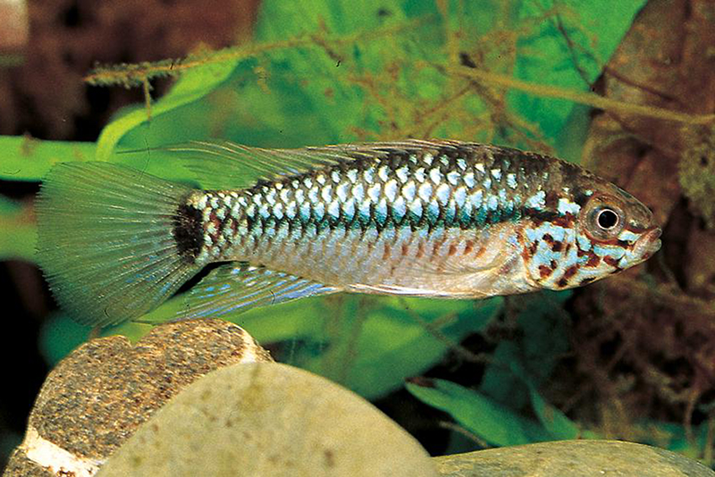 Апистограмма глянцевая (Apistogramma resticulosa) содержание и размножение в условиях домашнего аквариума