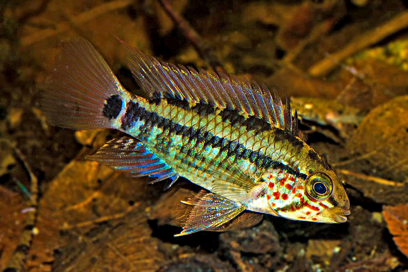 Апистограмма госсе (Apistogramma gossei) содержание и размножение в условиях домашнего аквариума