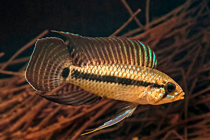 Апистограмма парусная (Apistogramma velifera) содержание и размножение в условиях домашнегоо аквариума