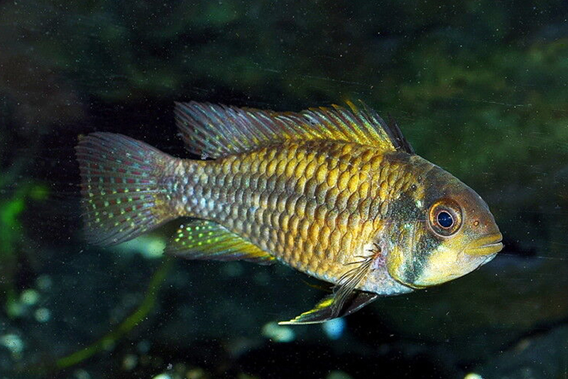 Апистограмма стека (Apistogramma staecki) содержание и размножение в условиях домашнего аквариума