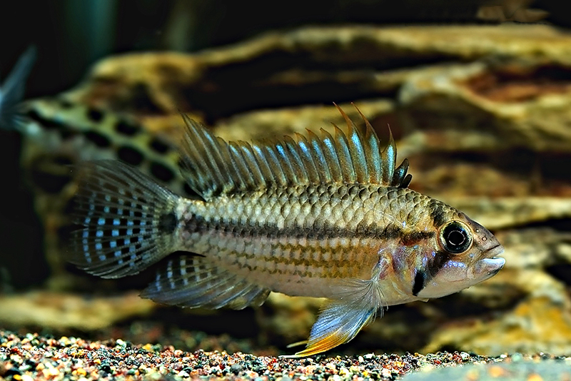 Апистограмма юренсис (Apistogramma juruensis) содержание и размножение в длмашнем аквариуме