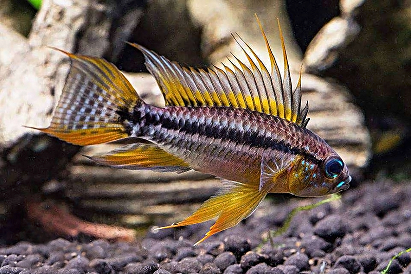 Двухполосая апистограмма Клея (Apistogramma bitaeniata) содержание и размножение в условиях домашнего аквариума