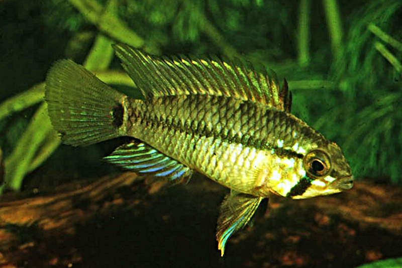 Ленточная апистограмма (Apistogramma pleurotaenia) содержание и размножение в условиях домашнего аквариума