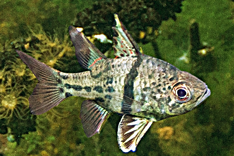 Круговой хаетобранхепсис (Chaetobranchopsis orbicularis) содержание и размножение в условиях домашнего аквариума