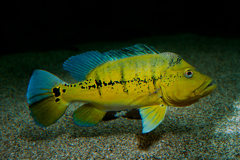 Цихла Мелани (Cichla melaniae) содержание и размножение в условиях домашнего аквариума