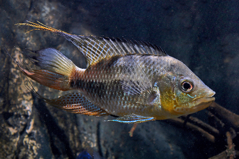 Четырехполосый хаетобранхус (Chaetobranchus flavescens) содержание и размножение в условиях домашнего аквариума