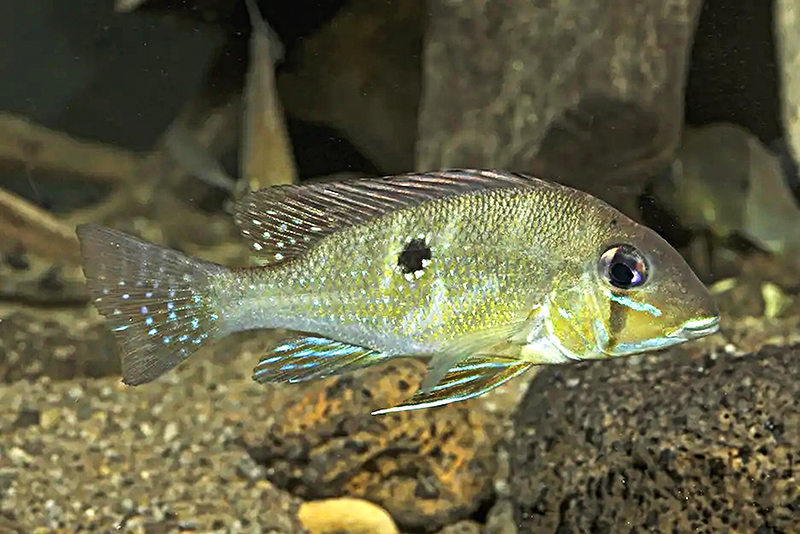 Геофагус аргиростикус (Geophagus argyrostictus) содержание и размножение в условиях домашнего аквариума