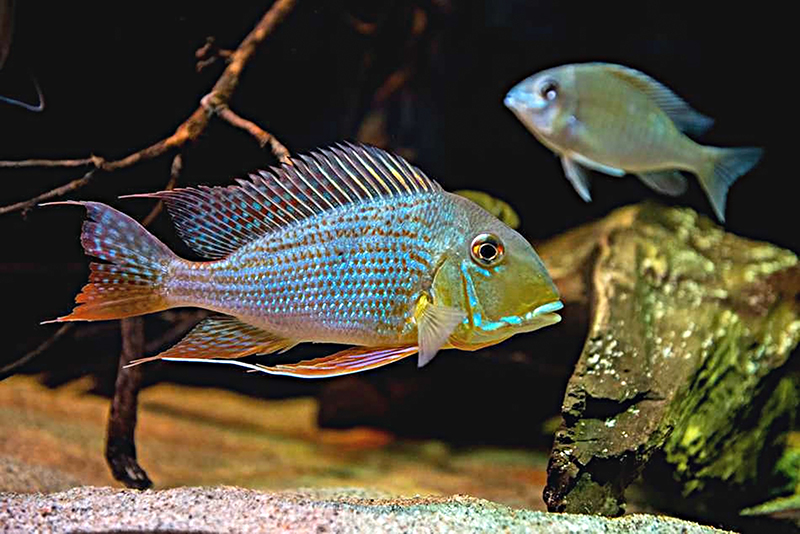 Геофагус высоколобый (Geophagus altifrons) содержание и размножение в условиях домашнего аквариума