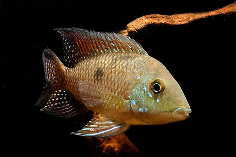 Геофагус ипорангинсис (Geophagus iporangensis) содержание и размножение в условиях домашнего аквариума