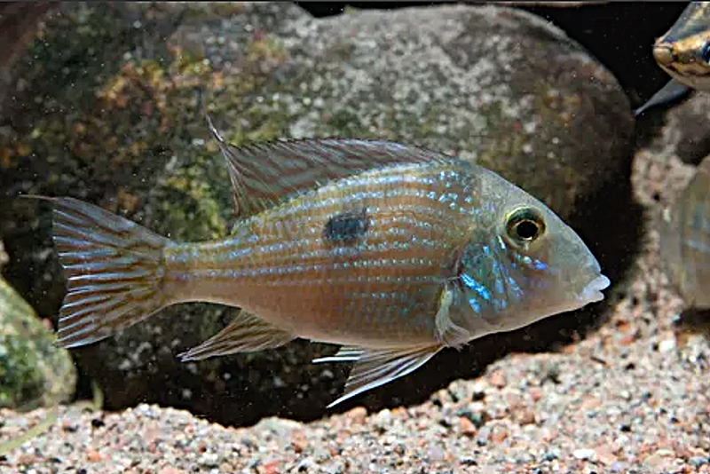 Геофагус парнаиба (Geophagus parnaibae) содержание и размножение в условиях домашнего аквариума