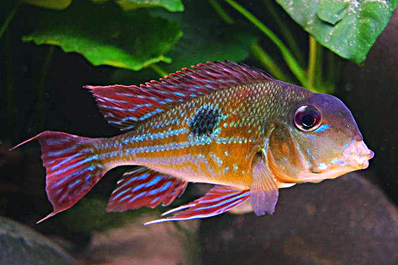 Геофагус проксимус (Geophagus proximus) содержание и размножение в условиях домашнего аквариума