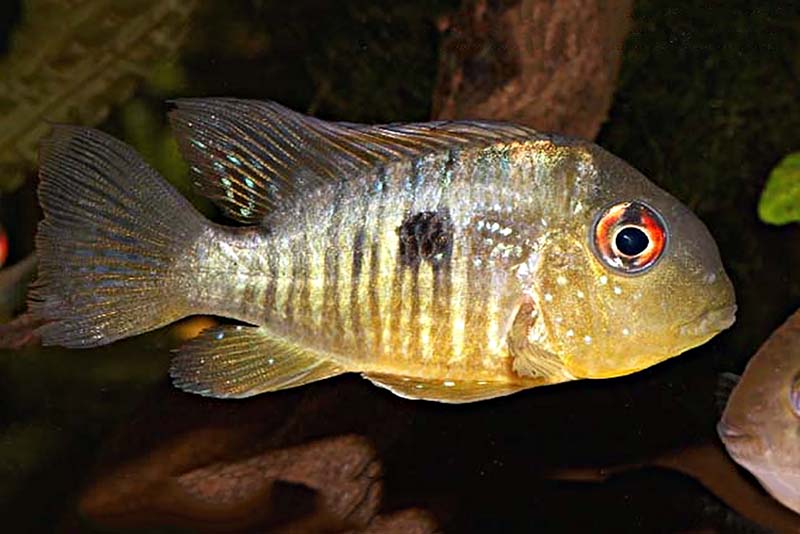 Гимногеофагус бальзана (Gymnogeophagus balzanii) содержание и размножение в условиях домашнего аквариума