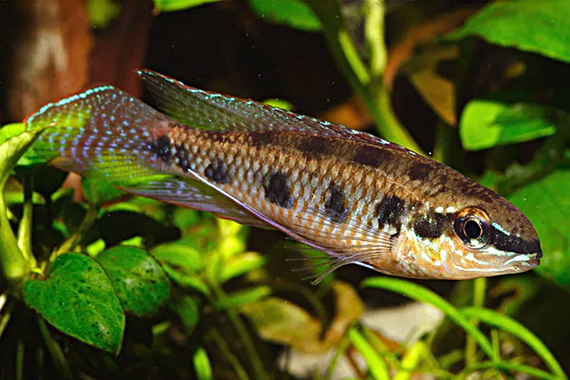 Дикроссус пятнистый (Dicrossus maculatus) содержание и размножение в условиях домашнего аквариума