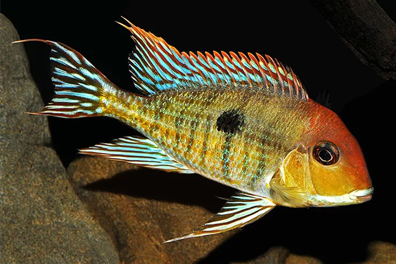 Красноголовый геофагус (Geophagus sp. “Tapajos”) содержание и размножение в условиях домашнего аквариума