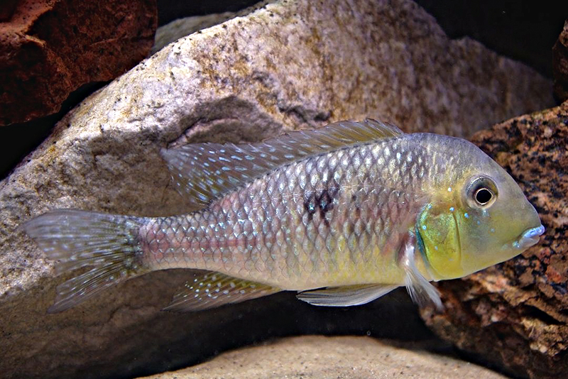 Радужный гимногеофагус (Gymnogeophagus australis) содержание и размножение в условиях домашнего аквариума