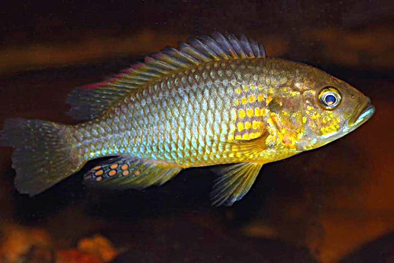 Астатореохромис штрелена (Astatoreochromis straeleni) содержание и размножение в условиях домашнего аквариума