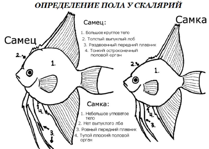 Отличительные половые признаки скалярий. Содержание скалярий 