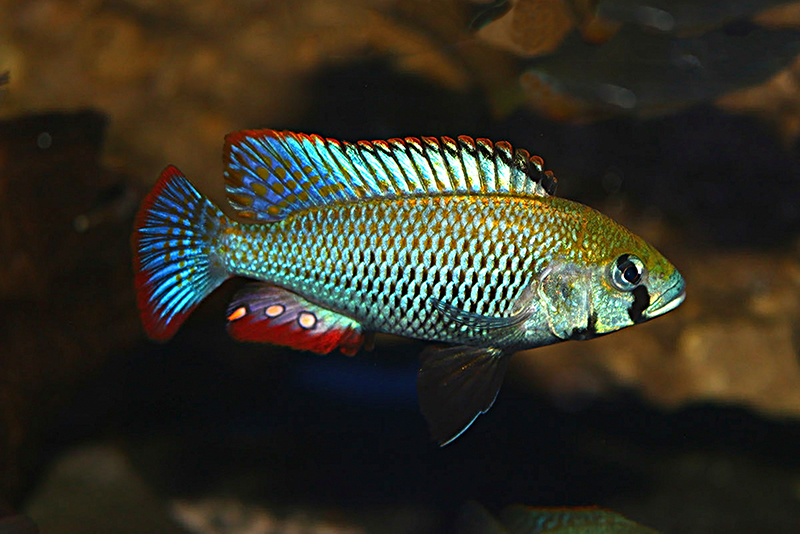 Астатотиляпия восточная (Astatotilapia calliptera) содержание и размножение в условиях домашнего аквариума