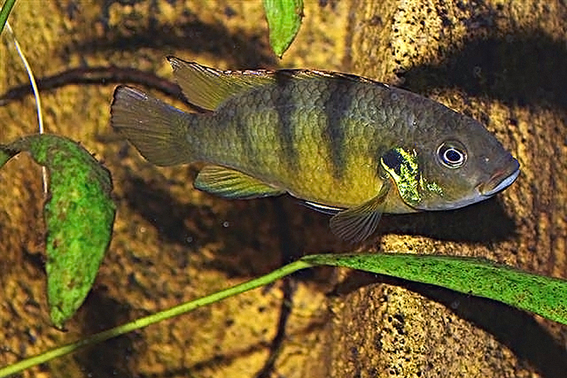 Бенитохромис уферманна (Benitochromis ufermanni) содержание и размножение в условиях домашнего аквариума