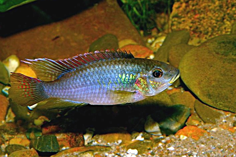 Бенитохромис финлея (Benitochromis finleyi) содержание и размножение в условиях домашнего аквариума