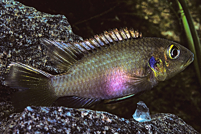 Бенитохромис черноплавниковый  (Benitochromis nigrodorsalis) содержание и размножение в условиях домашнего аквариума