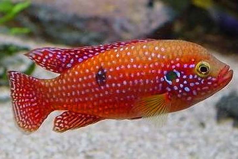 Высокотелый хромис-красавец (Hemichromis guttatus) содержание и размножение в условиях домашнего аквариума