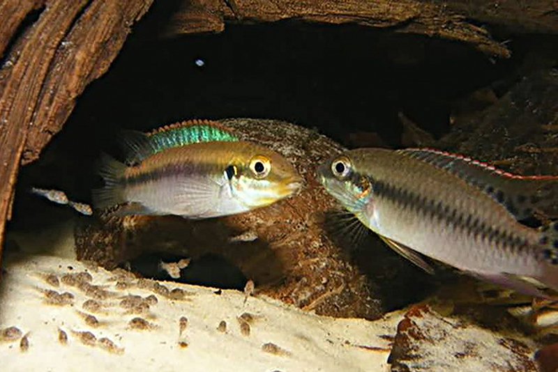 Енигматохромис луканус (Enigmatochromis lucanusi) содержание и размножение в условиях домашнего аквариума