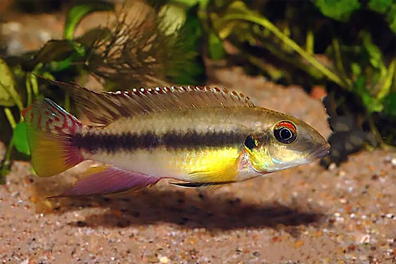 Желтобрюхий пельвикахромис (Pelvicachromis humilis) содержание и размножение в условиях домашнего аквариума