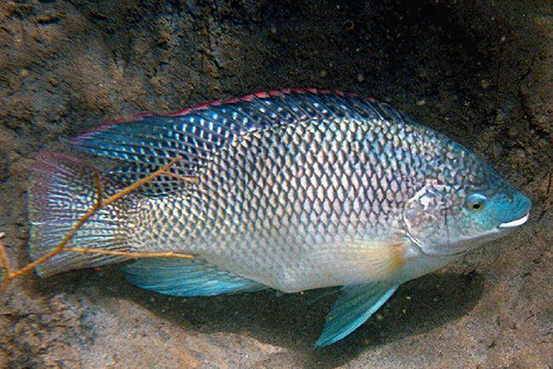 Золотой ореохромис (Oreochromis aureus) содержание и размножение в условиях домашнего аквариума