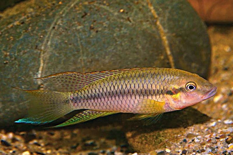 Лимбохромис робертса (Limbochromis robertsi) содержание и размножение в условиях домашнего аквариума