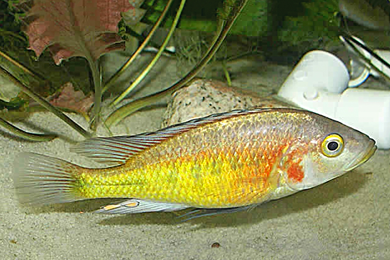 Липохромис оливковый (Lipochromis parvidens) содержание и размножение в условиях домашнего аквариума