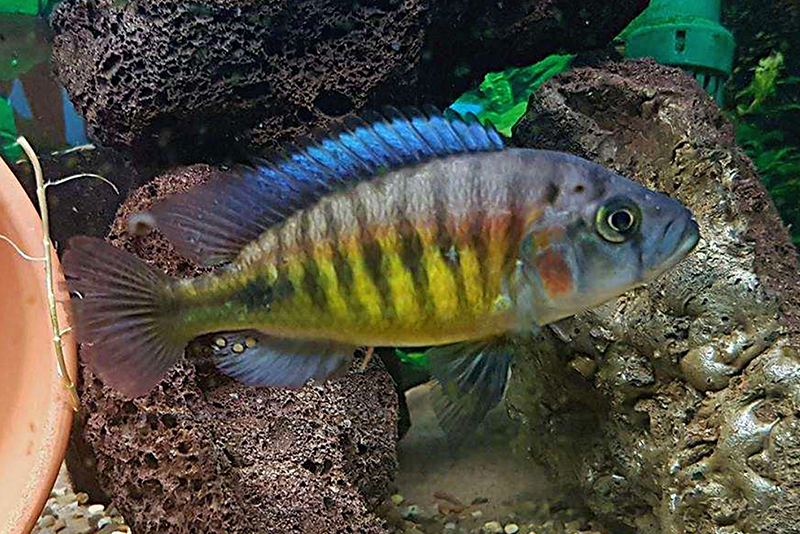 Липохромис темноплавничный (Lipochromis melanopterus) содержание и размножение в условиях домашнего аквариума