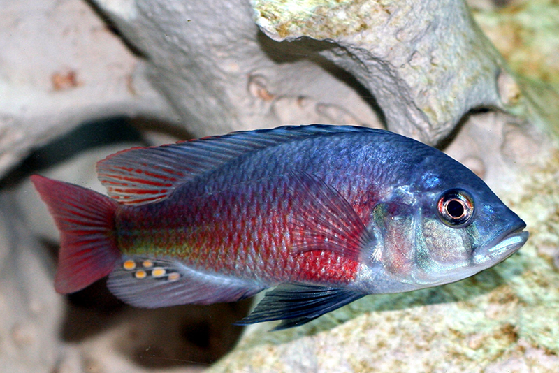 Литохромис красный (Lithochromis rufus) содержание и размножение в условиях домашнего аквариума