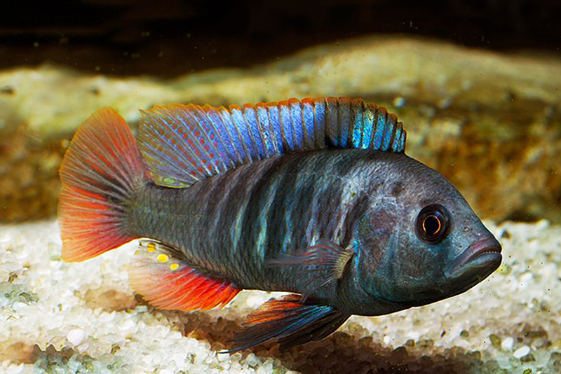 Литохромис ксантоптерикс (Lithochromis xanthopteryx) содержание и размножение в условиях домашнего аквариума